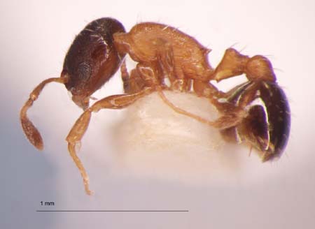 Temnothorax mongolicus lateral