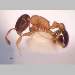 Temnothorax mongolicus Pisarski, 1969 lateral