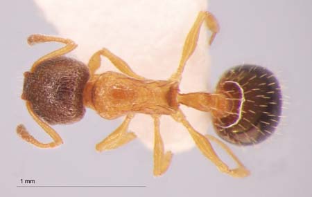 Temnothorax nassonowi dorsal