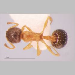 Temnothorax nassonowi Ruzsky, 1895 dorsal