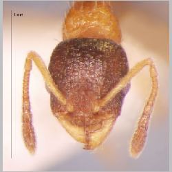 Temnothorax nassonowi Ruzsky, 1895 frontal