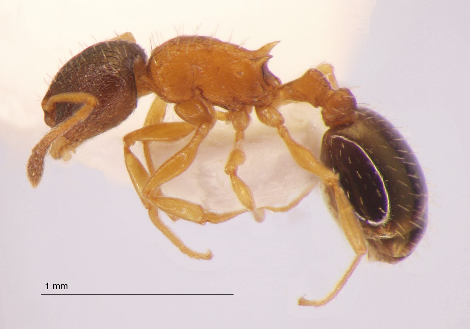 Temnothorax nassonowi lateral