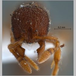 Tetheamyrma subspongia Bolton, 1991 frontal