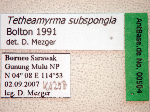 Tetheamyrma subspongia label