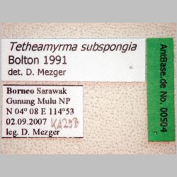Tetheamyrma subspongia Bolton, 1991 label