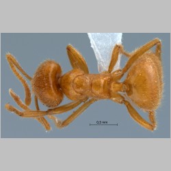 Acropyga acutiventris Roger, 1862 dorsal