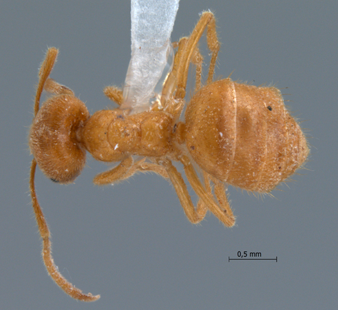 Acropyga acutiventris dorsal