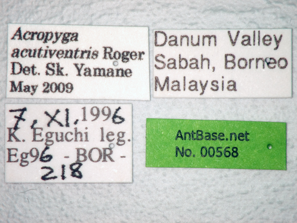 Acropyga acutiventris label