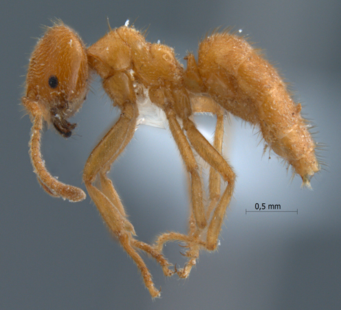 Acropyga acutiventris lateral