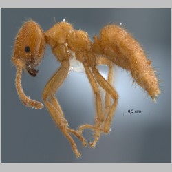 Acropyga acutiventris Roger, 1862 lateral