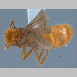 Acropyga acutiventris Roger, 1862 dorsal