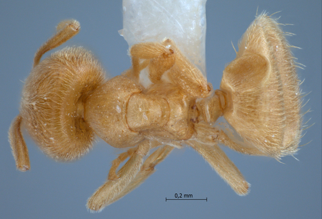 Acropyga butteli dorsal