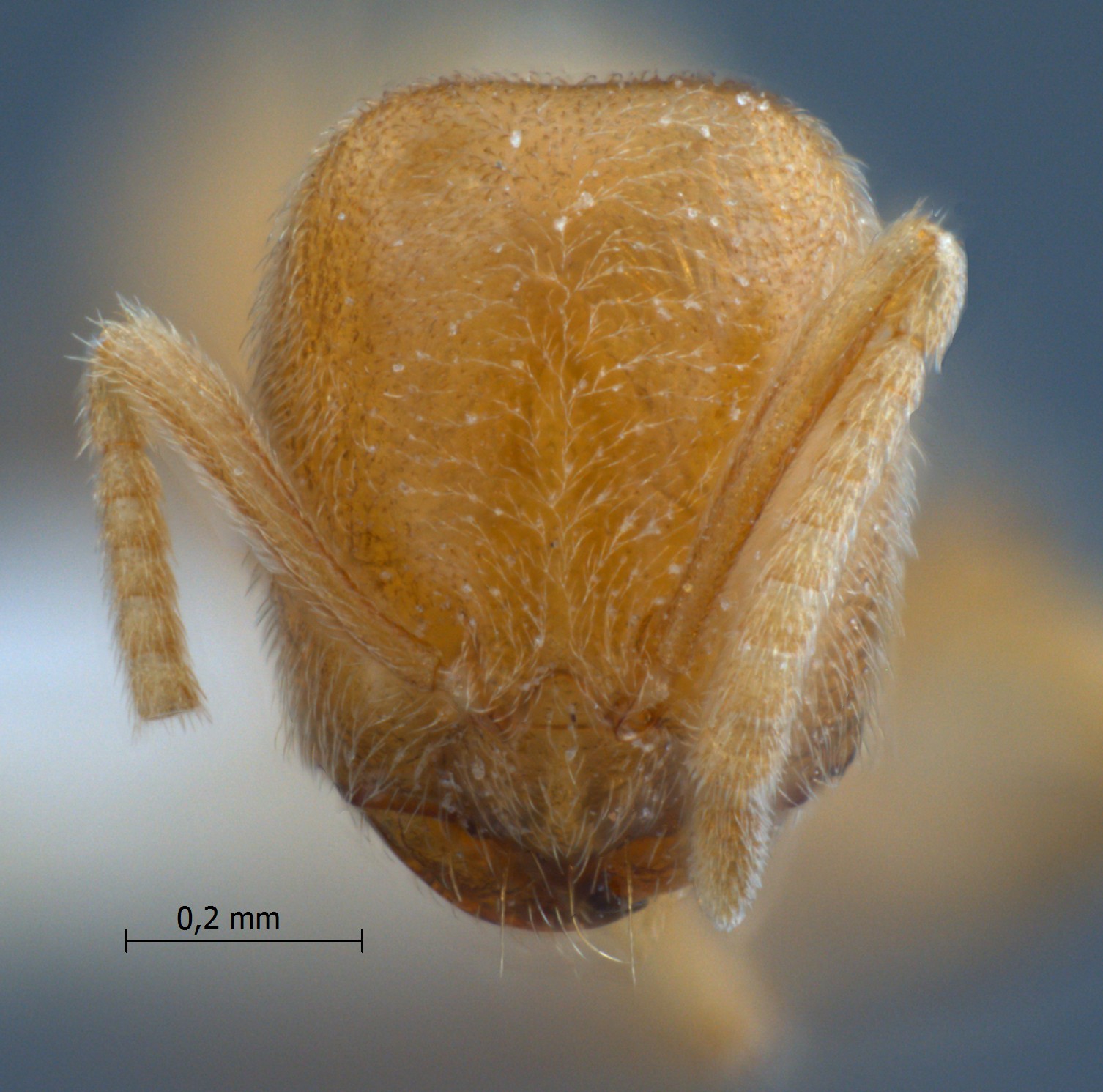 Acropyga butteli frontal