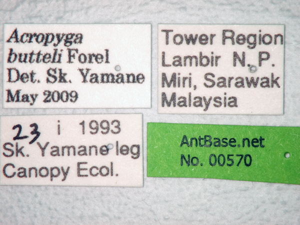 Acropyga butteli label