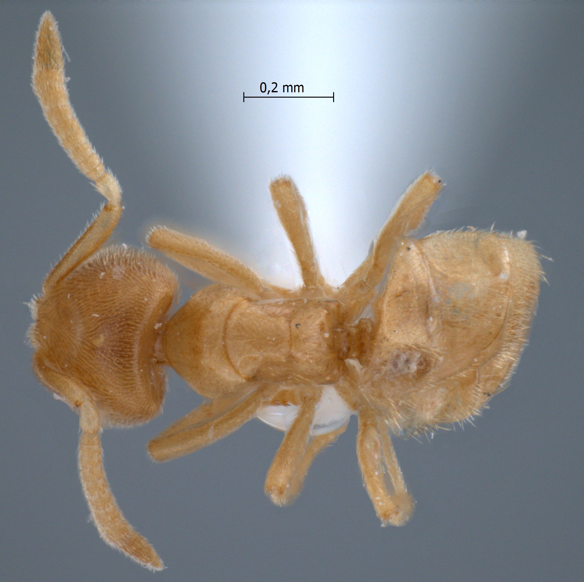 Acropyga inezae dorsal