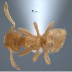 Acropyga inezae Forel, 1912 dorsal