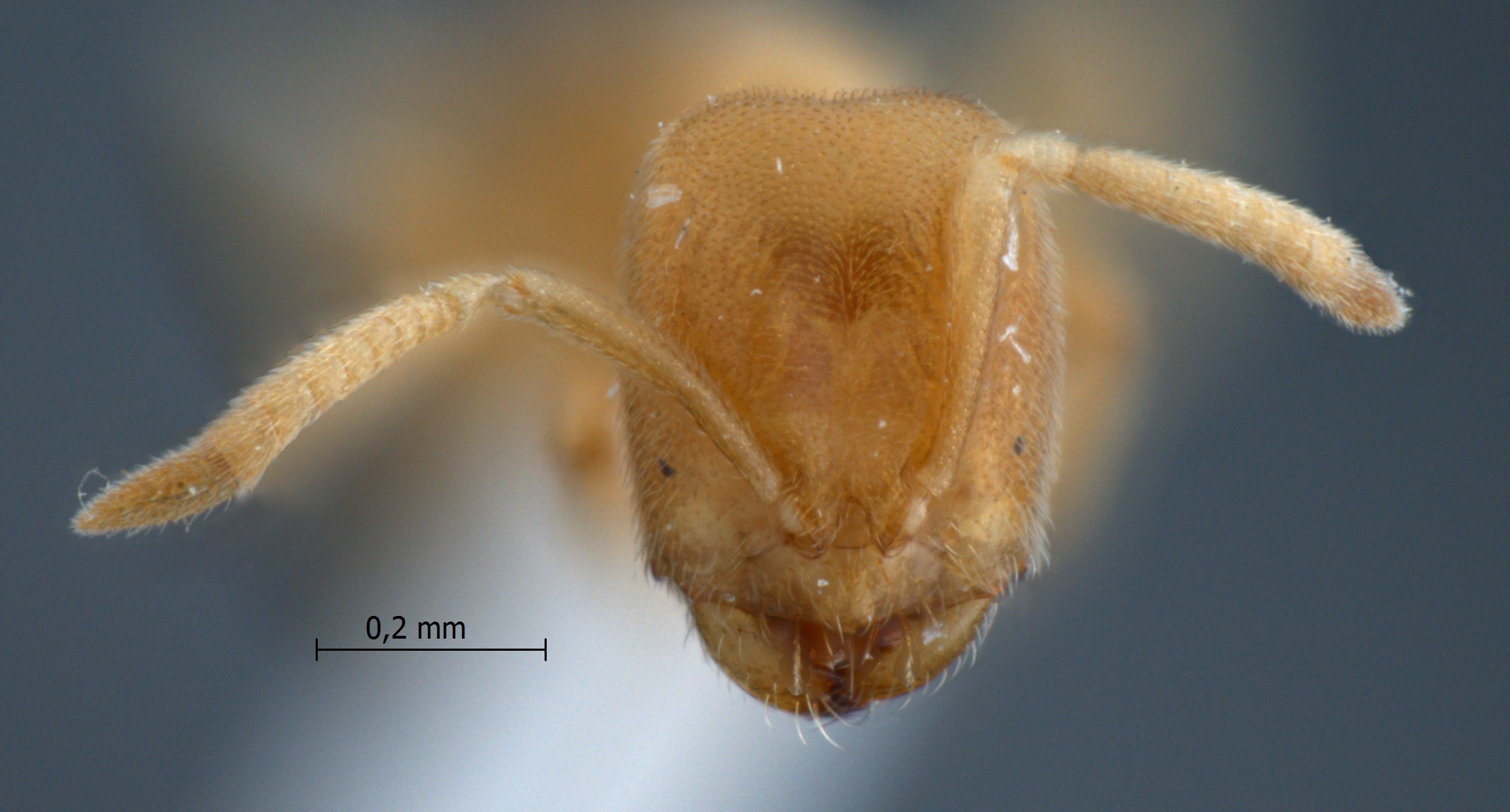 Acropyga inezae frontal