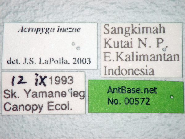 Acropyga inezae label