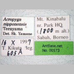 Acropyga nipponensis Terayama, 1985 label