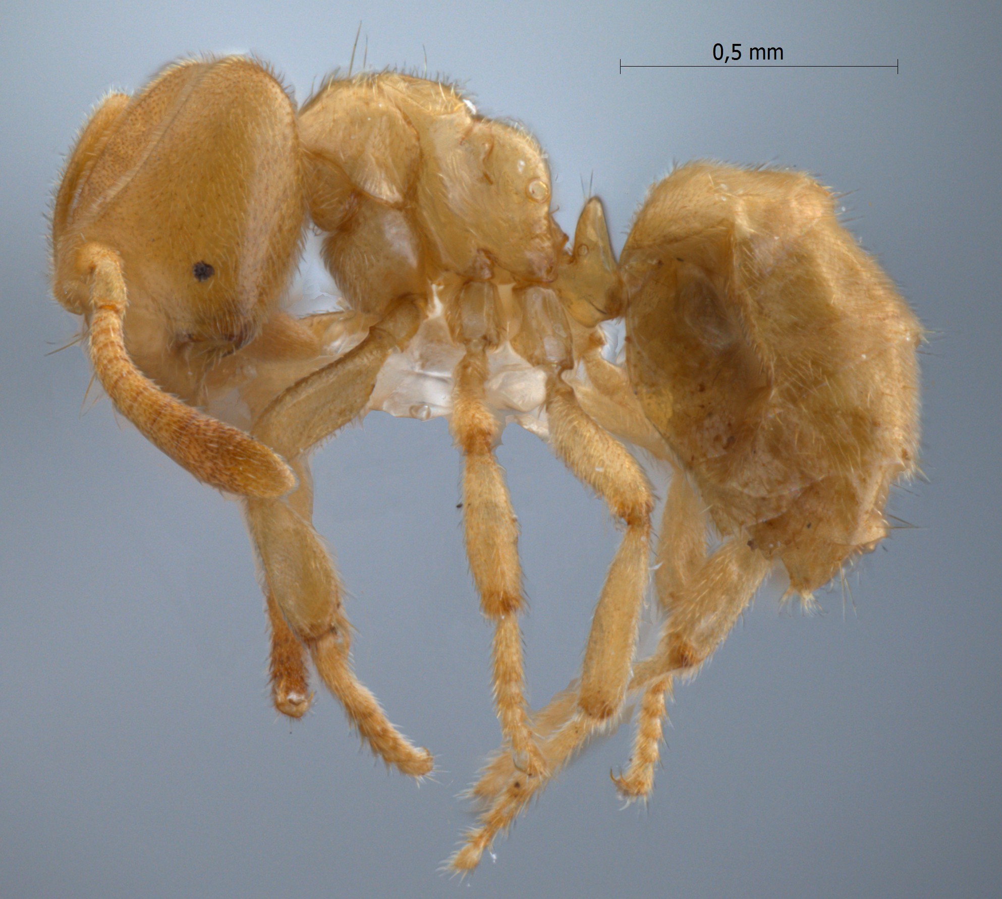 Acropyga nipponensis lateral