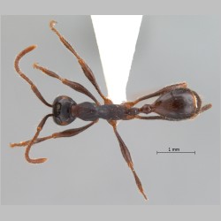 Aenictus binghami Forel, 1900 dorsal