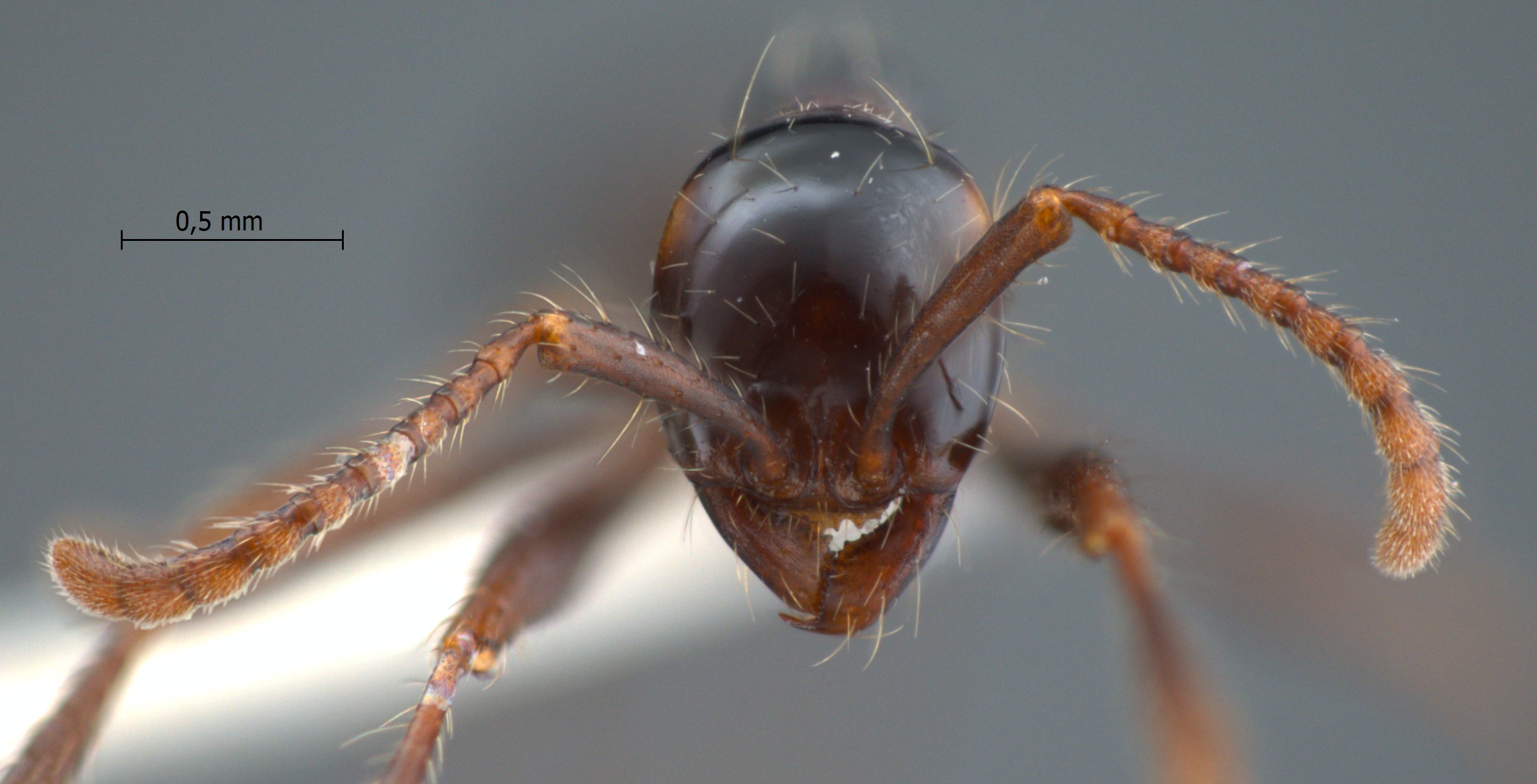 Aenictus binghami frontal