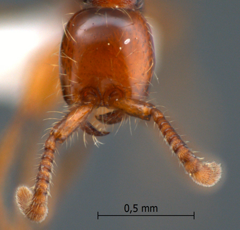 Aenictus ceylonicus frontal