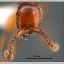 Aenictus ceylonicus Mayr, 1866 frontal