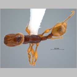 Aenictus javanus Emery, 1896 dorsal