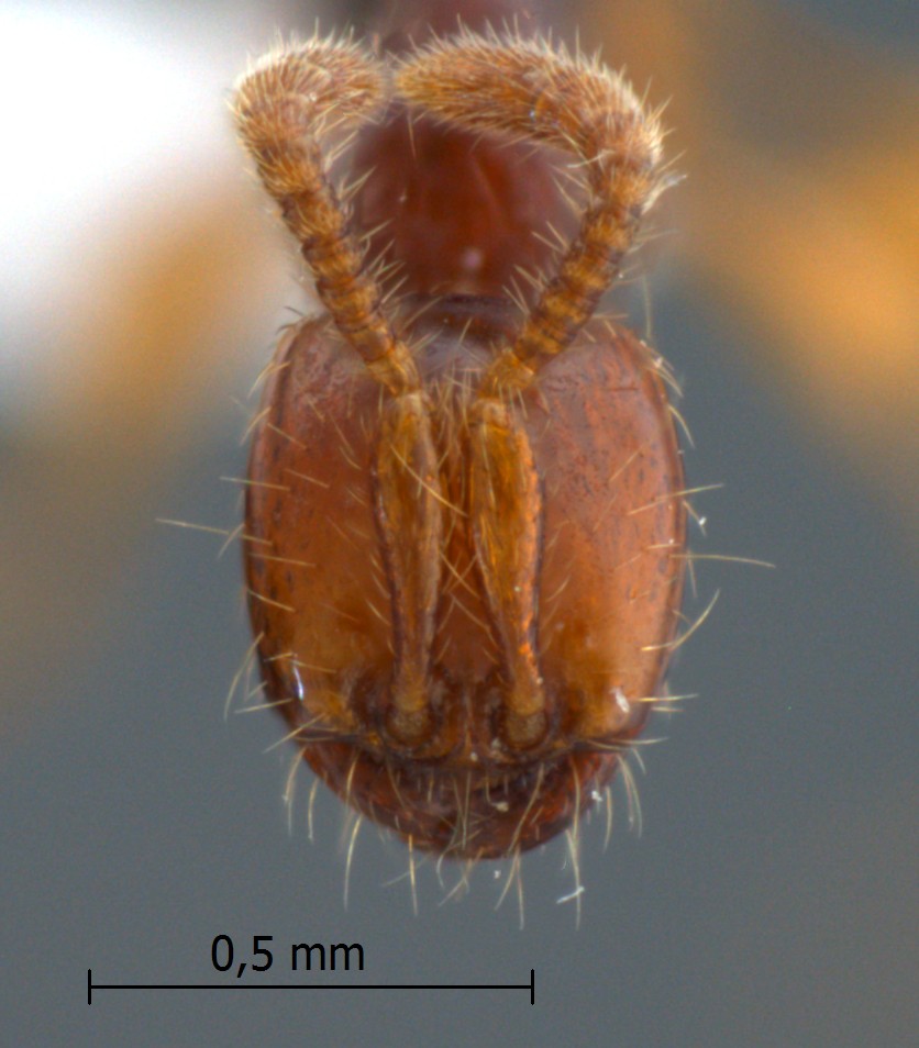 Aenictus javanus frontal