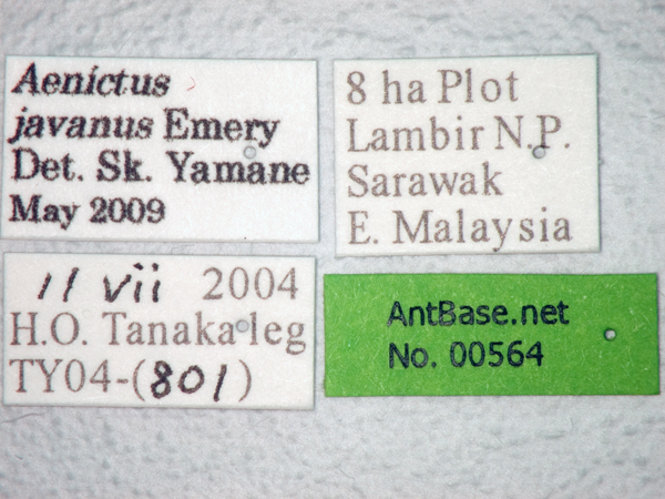 Aenictus javanus label