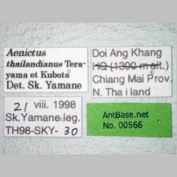 Aenictus thailandianus Terayama & Kubota, 1993 label