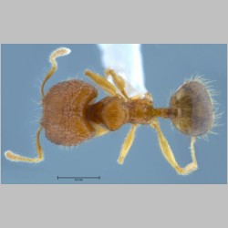 Pheidole butteli major Forel, 1913 dorsal