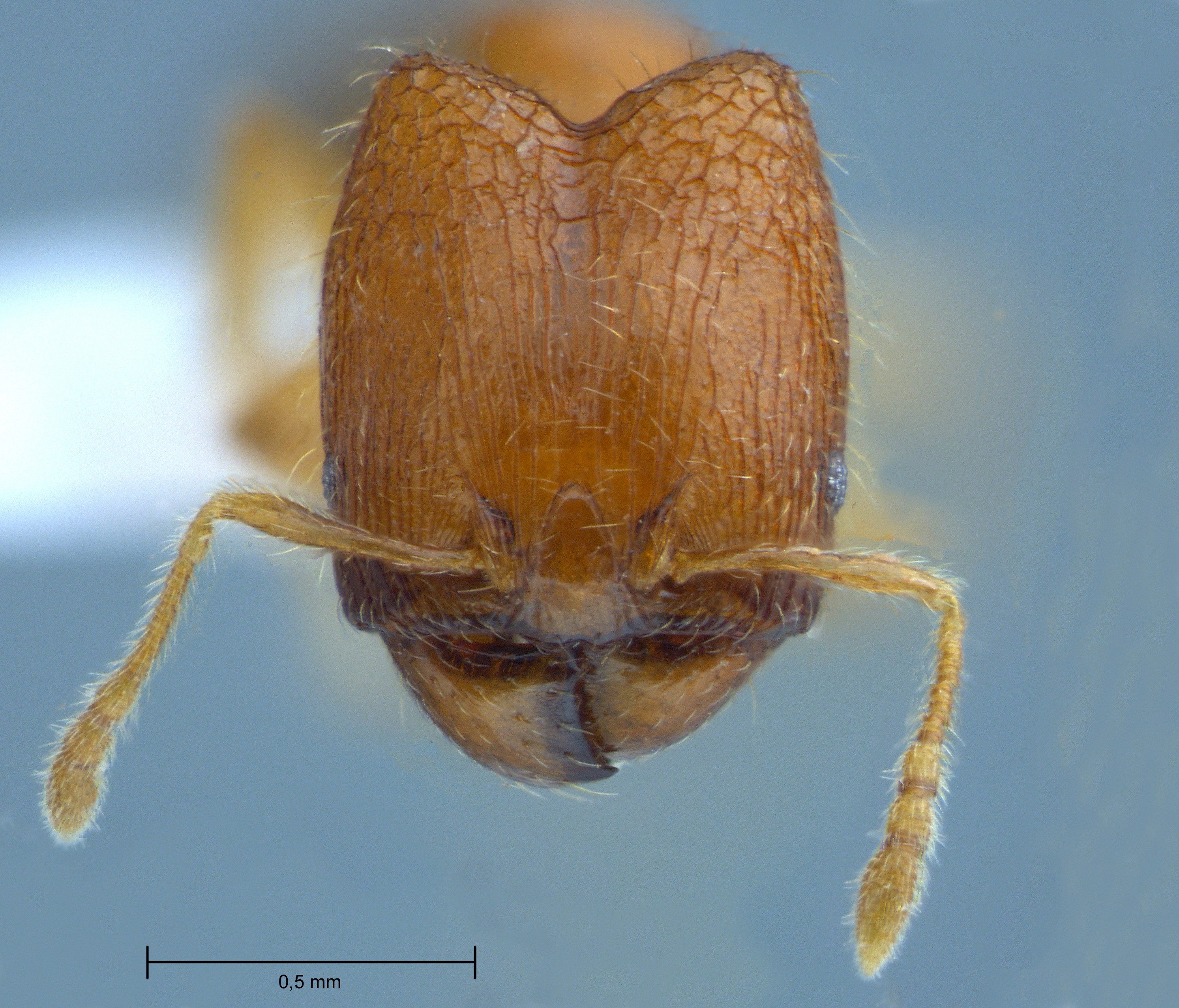 Pheidole butteli major frontal