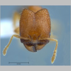 Pheidole butteli major Forel, 1913 frontal