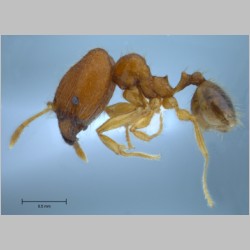 Pheidole butteli major Forel, 1913 lateral