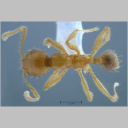 Pheidole butteli minor Forel, 1913 dorsal