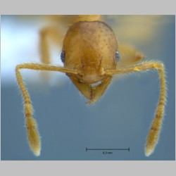 Pheidole butteli minor Forel, 1913 frontal