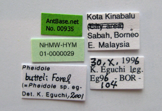 Pheidole butteli minor label