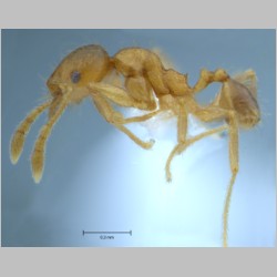 Pheidole butteli minor Forel, 1913 lateral