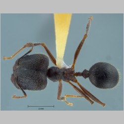 Pheidole comata major Smith, 1858 dorsal