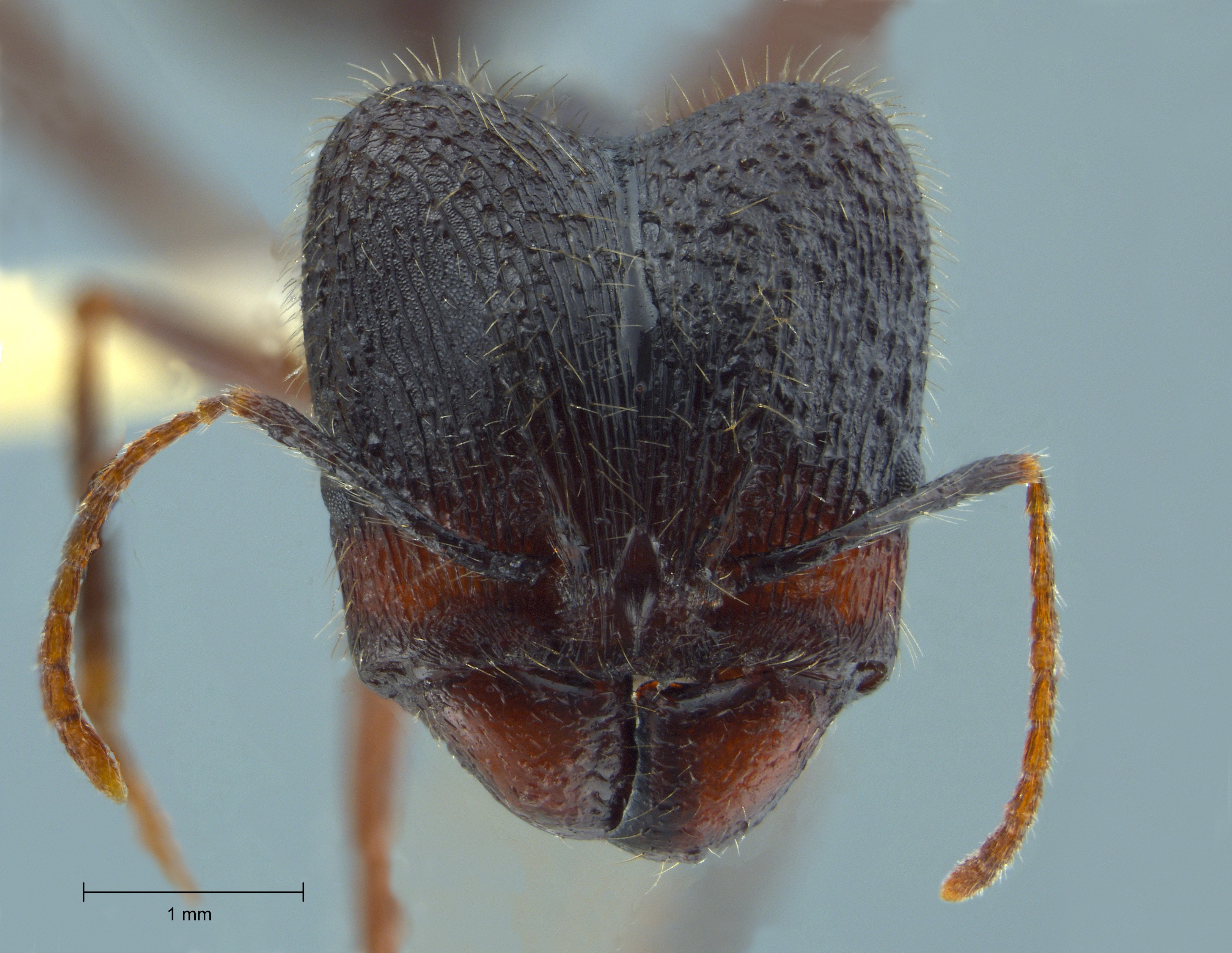 Pheidole comata major frontal