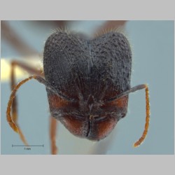 Pheidole comata major Smith, 1858 frontal