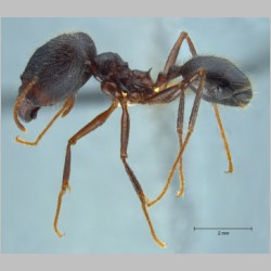 Pheidole comata major Smith, 1858 lateral