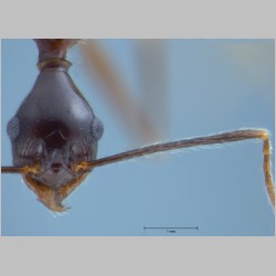 Pheidole comata minor Smith, 1858 frontal