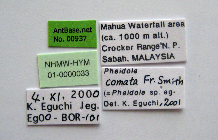 Pheidole comata minor label