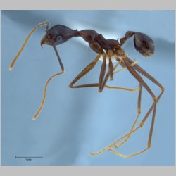 Pheidole comata minor Smith, 1858 lateral