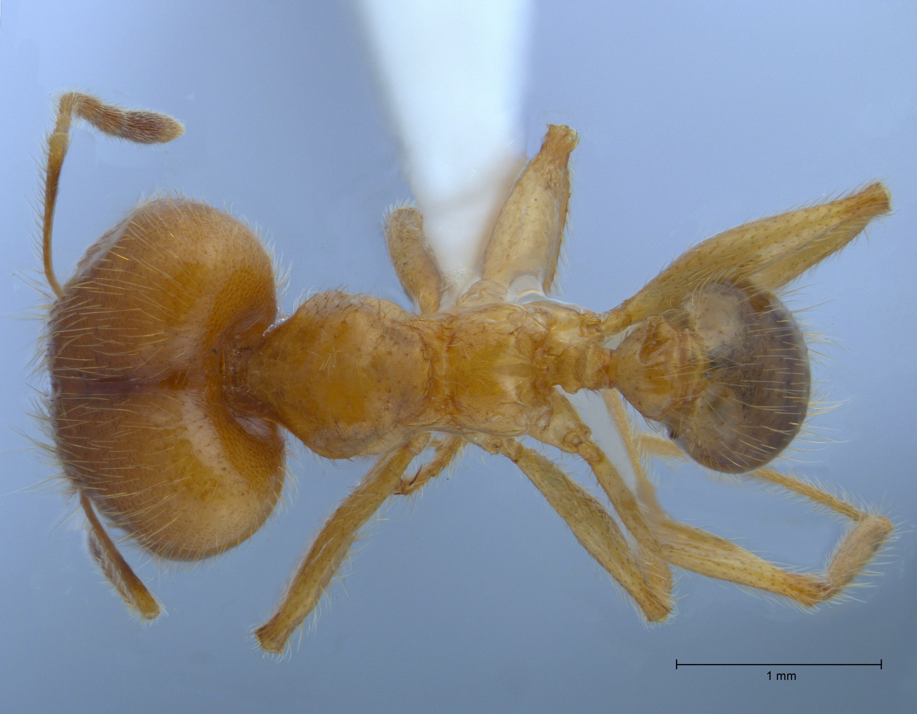 Pheidole havilandi major dorsal