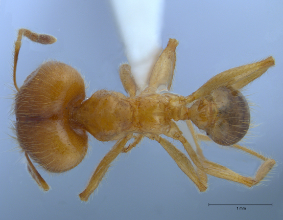 Pheidole havilandi major dorsal