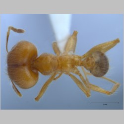 Pheidole havilandi major Forel, 1911 dorsal